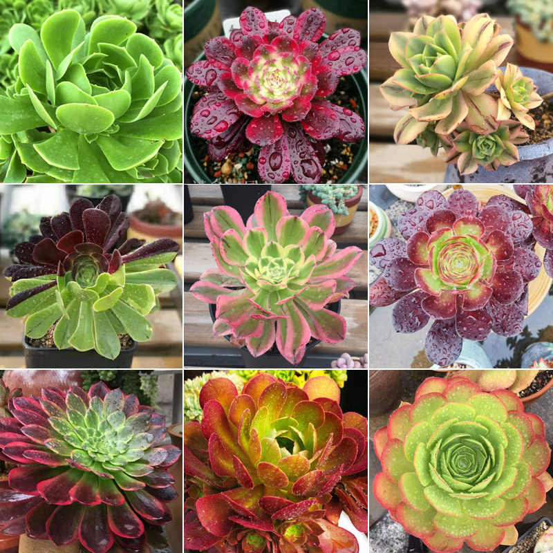 多肉法师大全欧紫羊绒万圣节艳日伞嘉年华红覆轮锦黑铜壶法师小苗