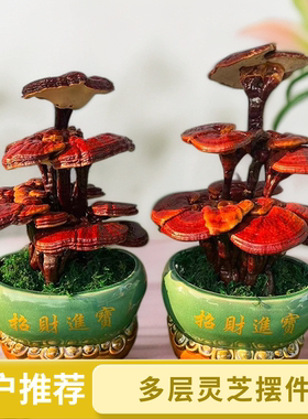 灵芝盆景盆栽可食用室内阳台茶台植物净化空气观叶植物办公室摆件
