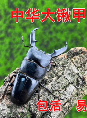 中华大扁锹甲成虫锹甲母虫大锹甲成虫昆虫大兜虫中大宠物活物易养