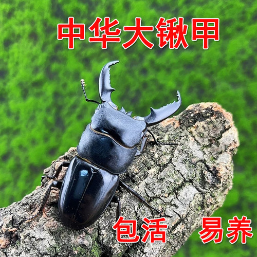 中华大扁锹甲成虫锹甲母虫大锹甲成虫昆虫大兜虫中大宠物活物易养