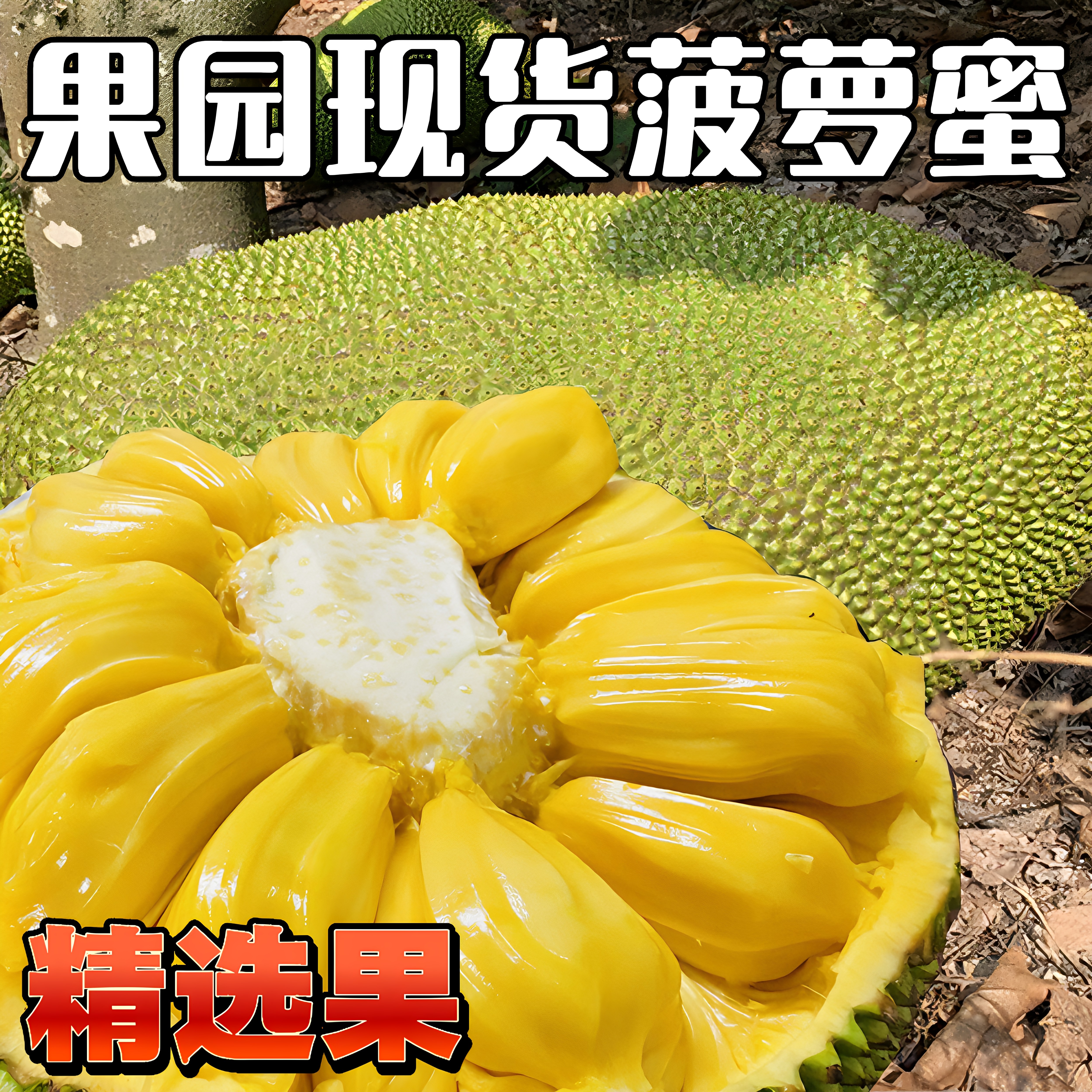 【果园现摘】海南菠萝蜜黄肉新鲜水果15-35斤三亚软苞一整个包邮
