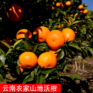 现货农家云南高原山地沃柑 现摘香甜新鲜水果橘子桔子5/8斤包邮