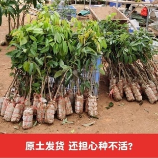 妃子笑桂味无籽冰荔枝 荔枝王树苗南北方种植高产嫁接苗地栽盆栽
