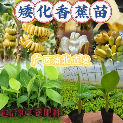 矮化香蕉粉蕉树苗南方当年结果
