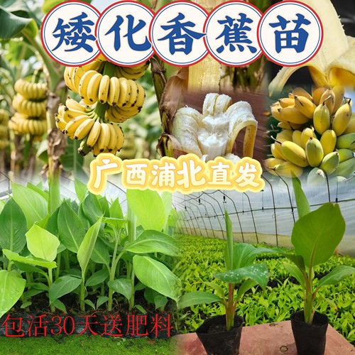 矮化香蕉粉蕉树苗南方当年结果