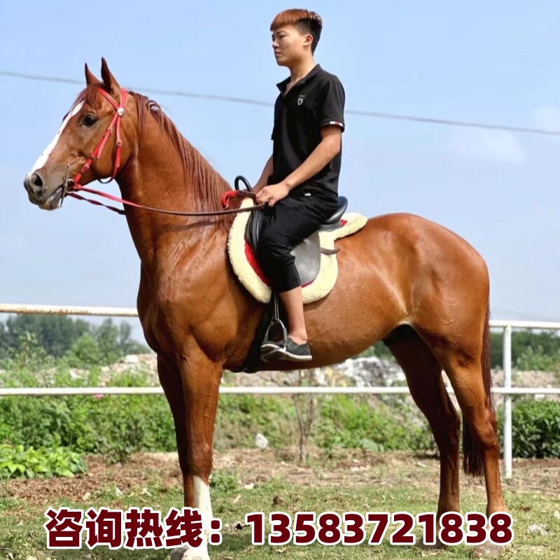 活马活体马 骑乘马纯血马半血马 婚庆用马白龙马蒙古马温血马马驹