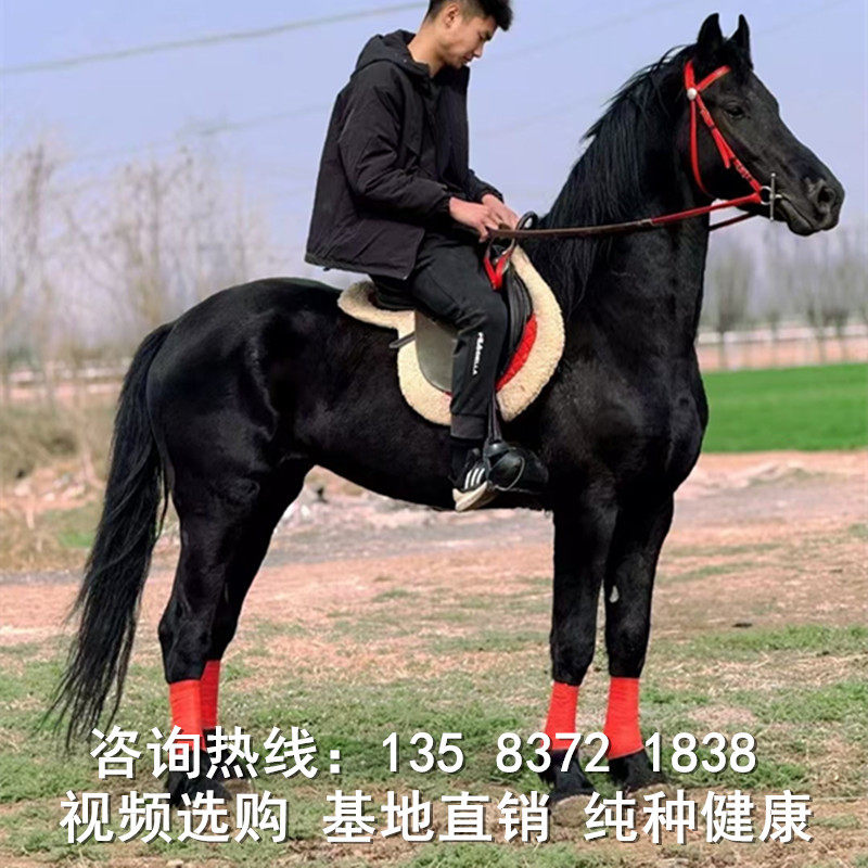 骑乘马纯血马蒙古马活体马