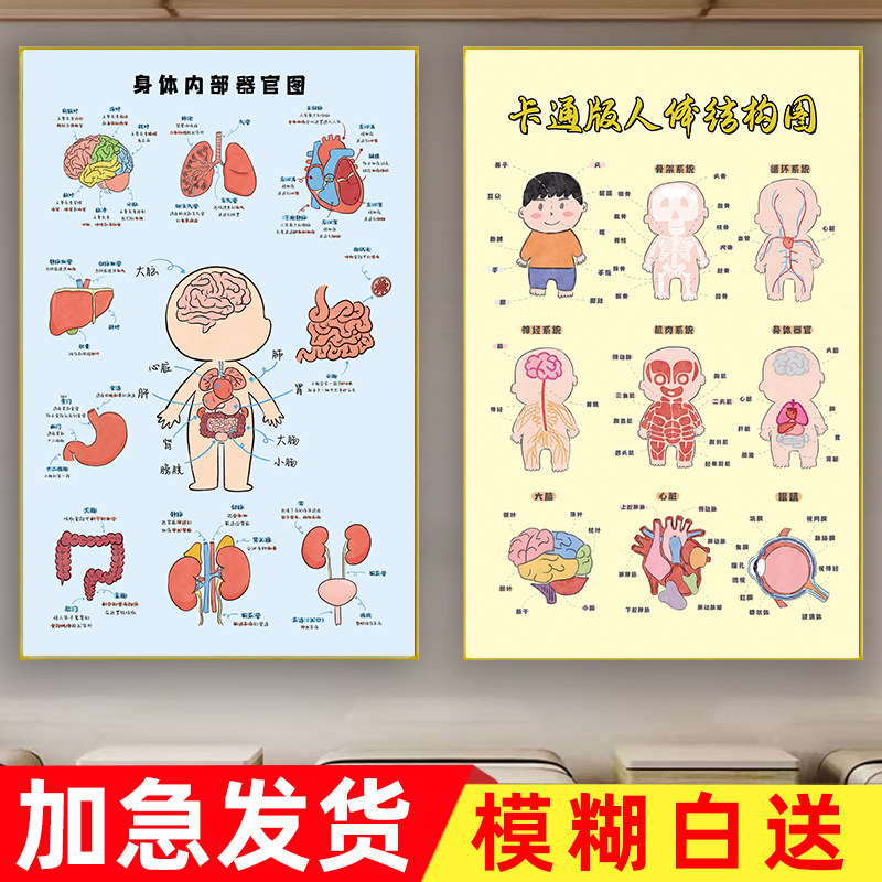 2024新款人体骨骼结构图