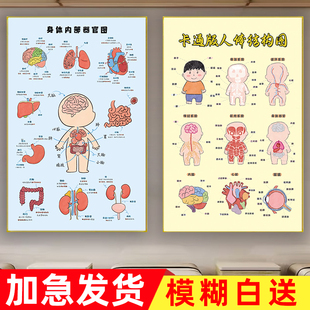 卡通人体骨骼结构图全身肌肉分布图解医院解剖高清挂图经络穴位图