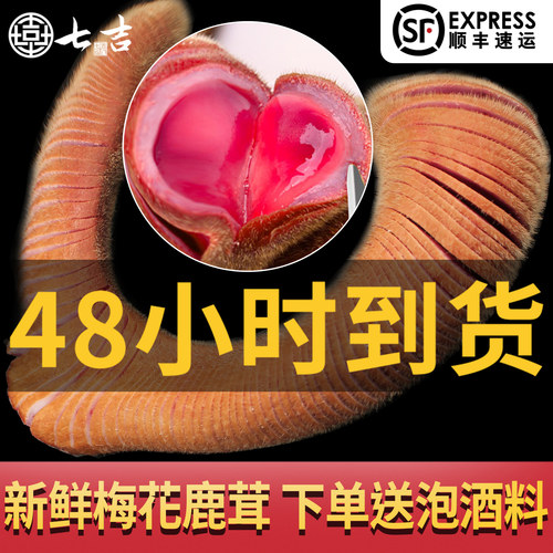 梅花鹿茸新鲜带血整支切片头茬