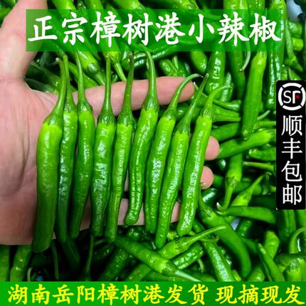 湖南正宗樟树港现摘辣椒新鲜湘阴特产小青线椒薄皮椒5斤下饭菜嫩