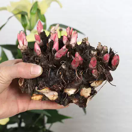 海棠树苗盆栽垂丝海棠精品庭院花卉苗庭院木本植物