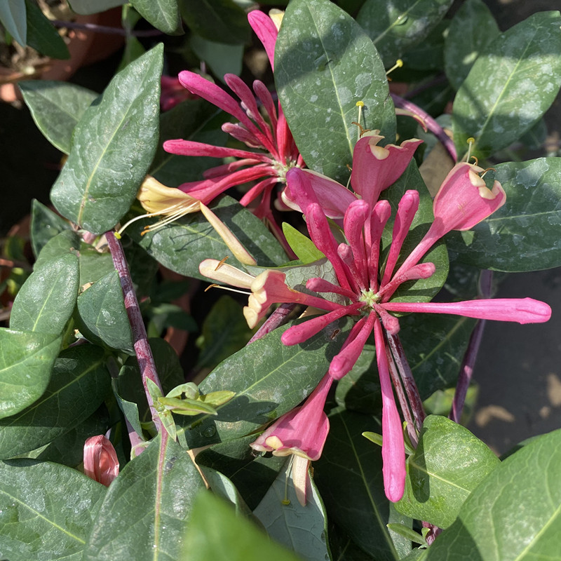 四季金银花盆栽爬藤耐寒耐热浓香花卉红花多彩金银花苗可药用食用