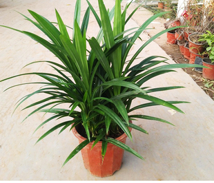 香兰叶斑斓叶香料盆栽室内净化空气可食用香草东南亚风味糕点甜点