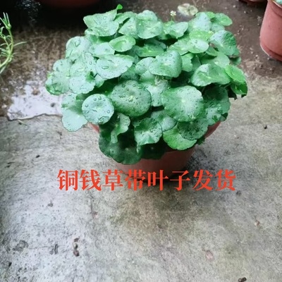 铜钱草四季常青水培吸甲醛水生植物室内盆栽绿植桌面净化空气金钱