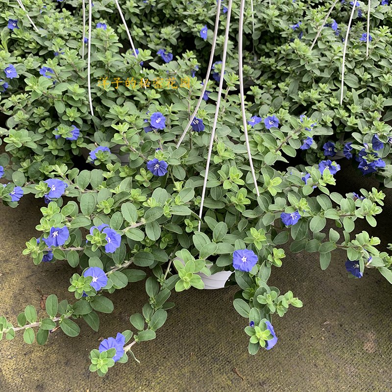 蓝星花盆栽带花苞阳台窗台垂吊四季观花植物花园地被花草耐热蓝色