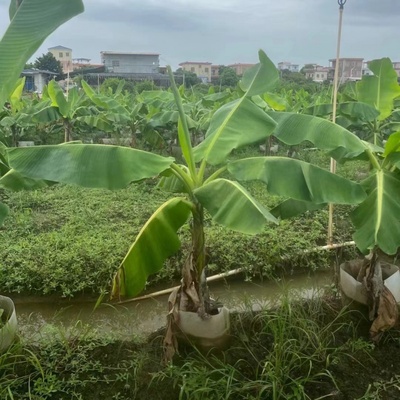 芭蕉树苗盆栽适合耐寒暴晒植物工
