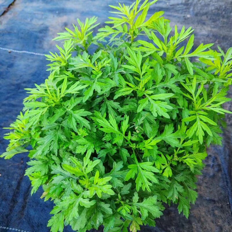艾草盆栽新鲜可食用艾蒿室内外阳台好养活驱蚊香草小绿植物艾叶苗