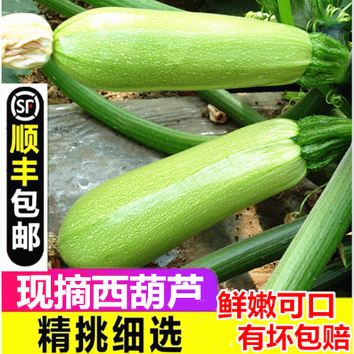 【顺丰】包邮新鲜现摘 西葫芦小嫩瓜菜瓜嫩南瓜菜瓜三月瓜茭瓜