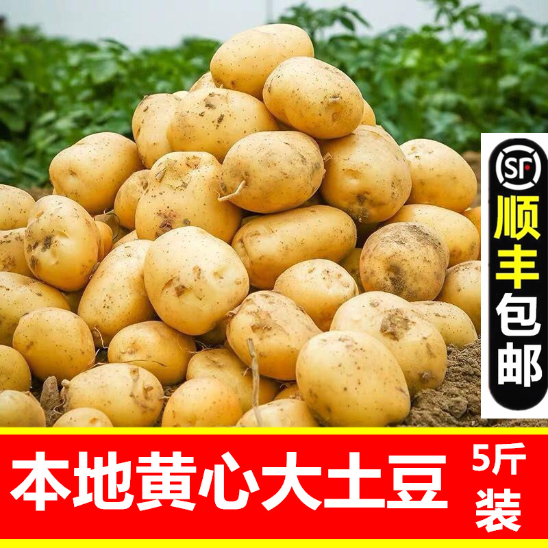 5斤新鲜土豆农家自种黄心大中号土豆洋芋新鲜蔬菜马铃薯顺丰包邮