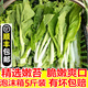 农家新鲜白菜薹白菜苔绿菜苔心新鲜蔬菜现摘现发5斤 包邮 顺丰