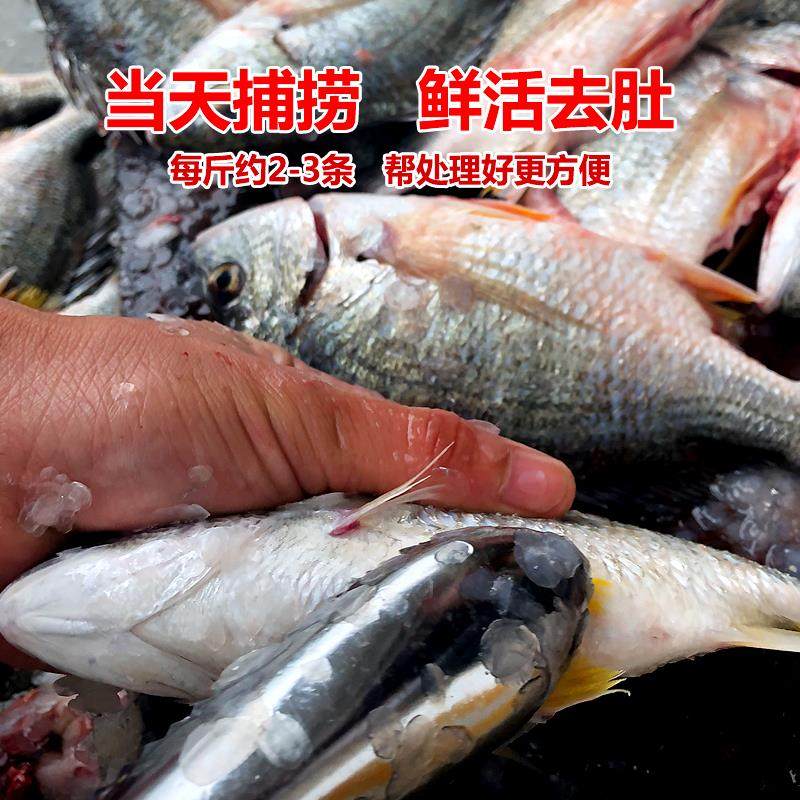 黄翅鱼黄立鱼新鲜海捕潮汕海鲜水产鲜活冷冻黄赤黄鳍鲷黄墙黄脚立