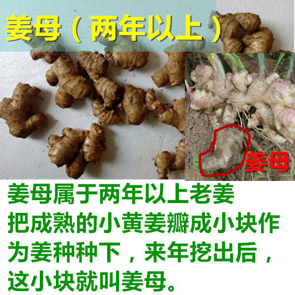 近3年特老 老姜母3斤5斤10斤包邮 月子姜 生姜母 新鲜老姜母食用