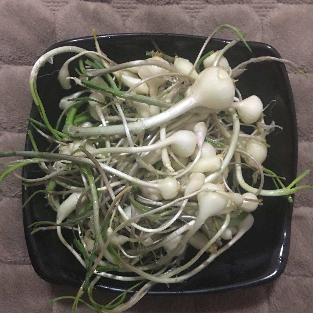 新鲜小根蒜2023东北大脑菜嘣蹦崩山野大脑瓜大头菜小脑蒜健康食品