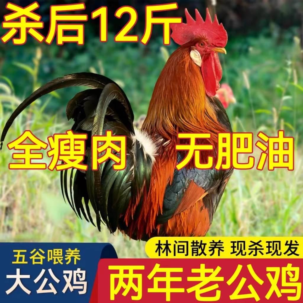 正宗农村老公鸡现杀新鲜鸡肉土鸡柴鸡走地鸡大公鸡散养农家黑爪鸡