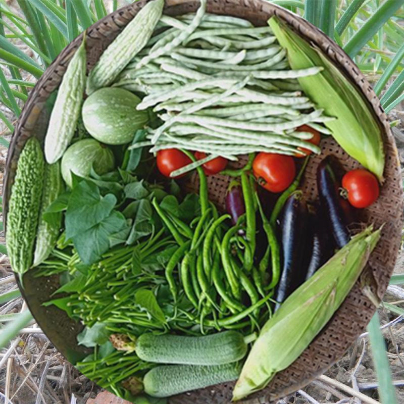 顺丰包邮现摘农家新鲜蔬菜组合套餐搭配当季青菜小菜湖北特产直发