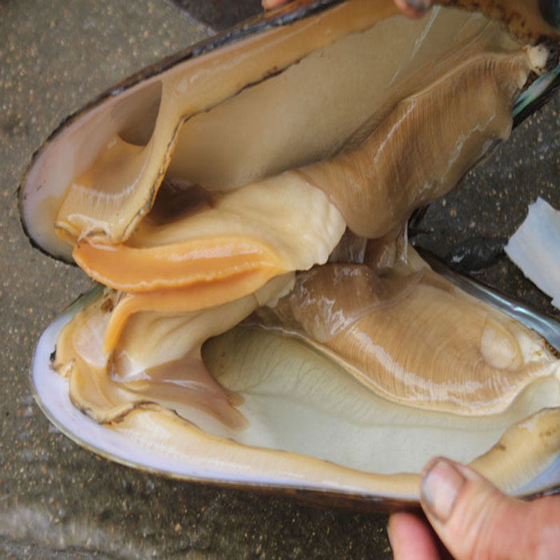 河蚌肉新鲜 2斤 微山湖淡水大河蚌活体蚌生态河蚌肉去壳净肉包邮