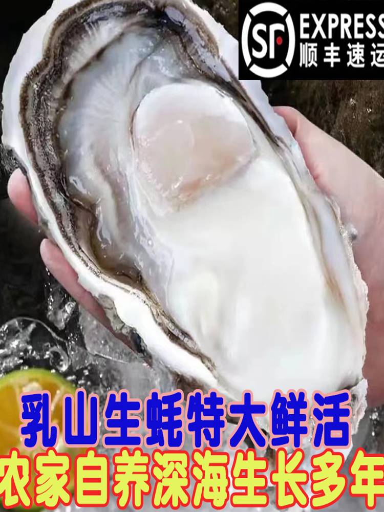 正宗乳山生蚝生蚝鲜活5斤牡蛎