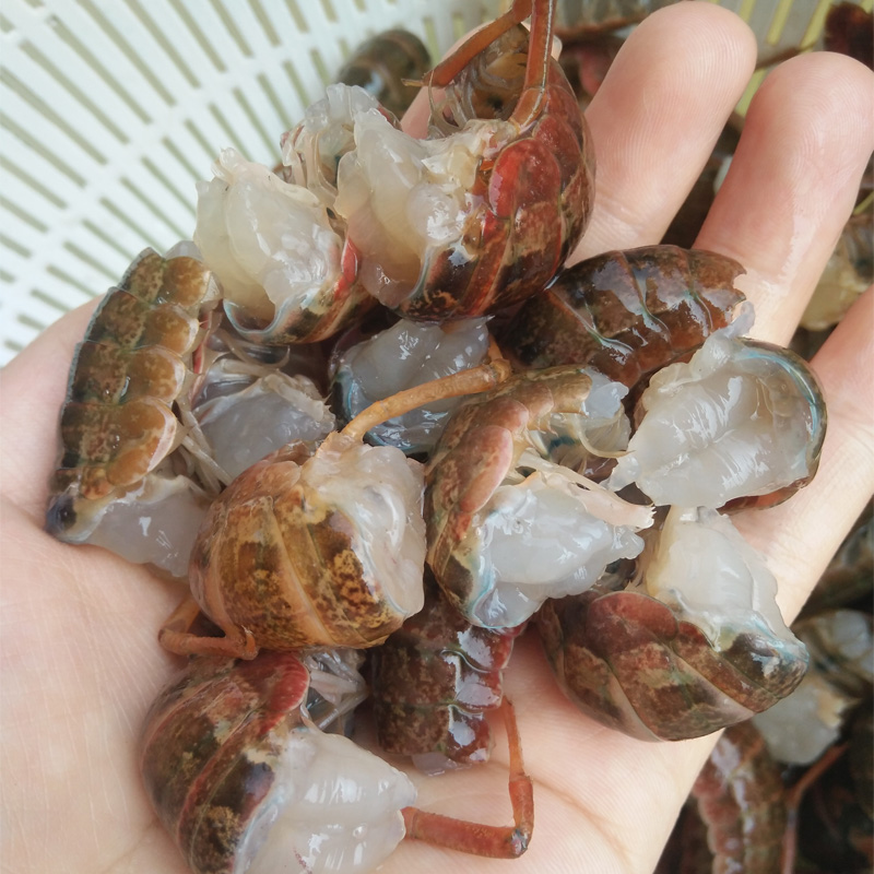 湖北洪湖 清水小龙虾 新鲜现剥 中号