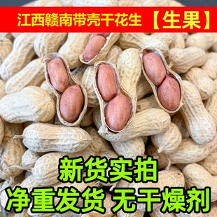 带壳生花生自然晒干花生果晒干带壳批发榨油饱满甘甜当季新鲜花生