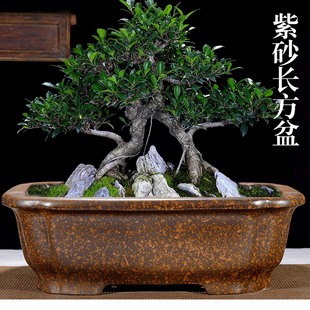 紫砂花盆长方形室内花卉植物盆栽桌面阳台文竹梅花菖蒲盆景盆促销