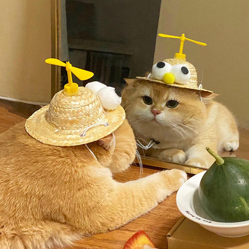 猫咪狗狗夏天可爱遮阳帽拍照搞笑