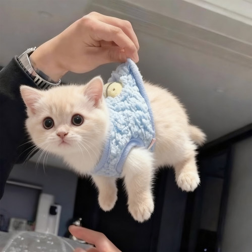 奶猫衣服保暖背心幼猫0-2个月