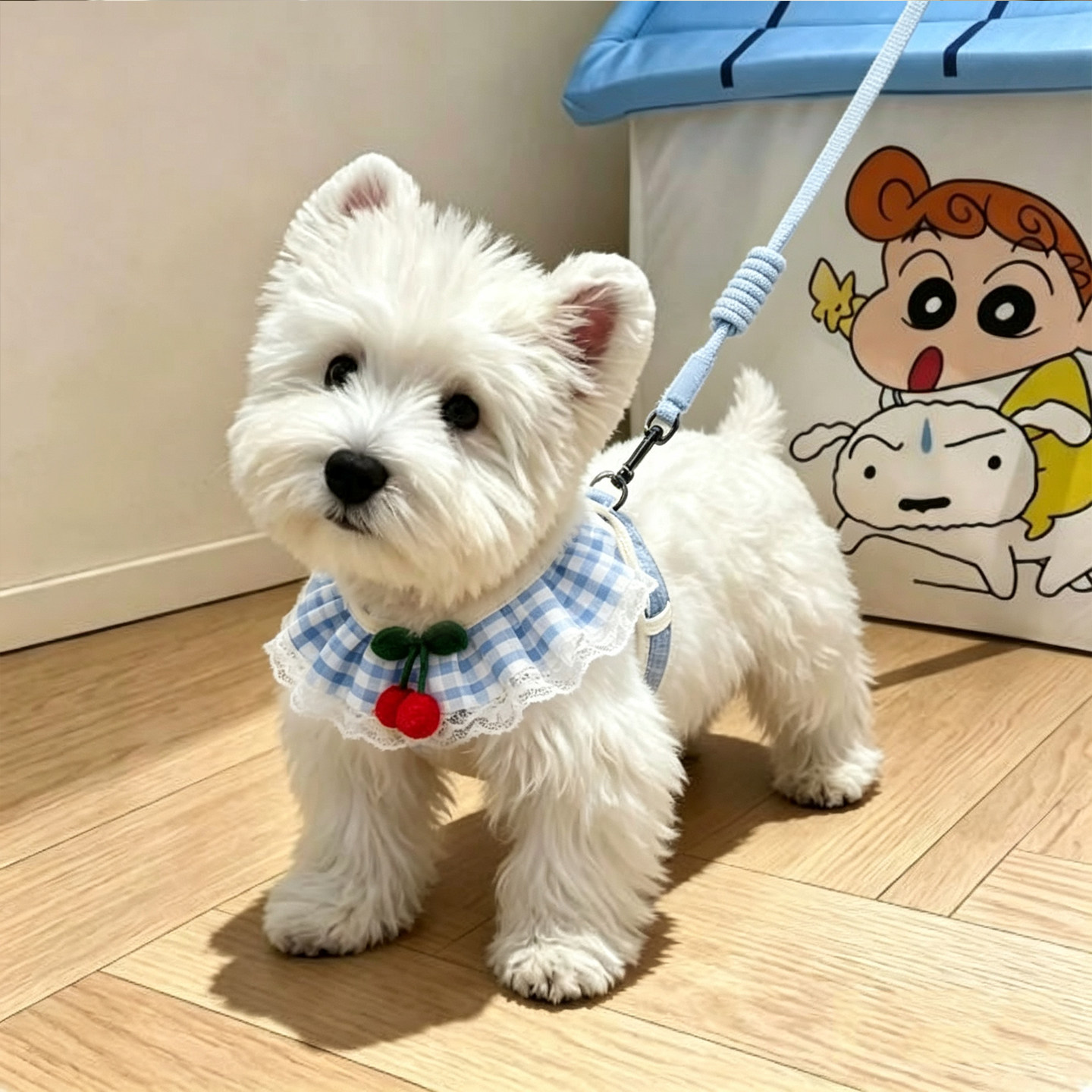 小型犬胸背牵引绳舒适不勒图片