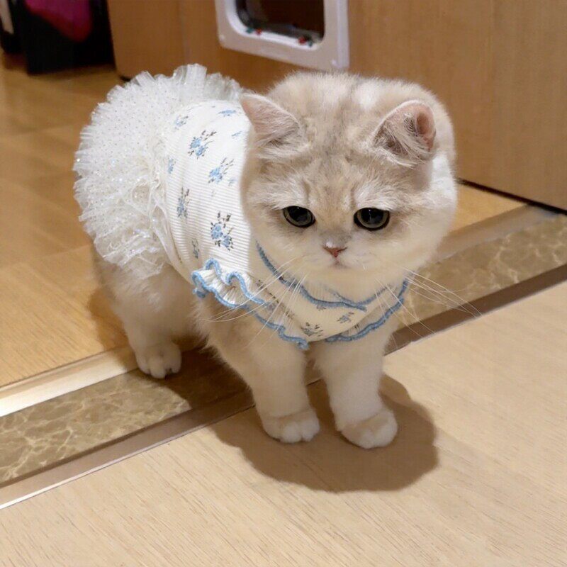 猫咪衣服夏天吊带连衣裙狗狗公主裙薄款背心防掉毛透气金渐层布偶图片
