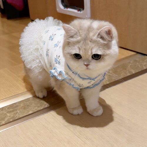 猫咪衣服夏天吊带连衣裙狗狗公主裙薄款背心防掉毛透气金渐层布偶