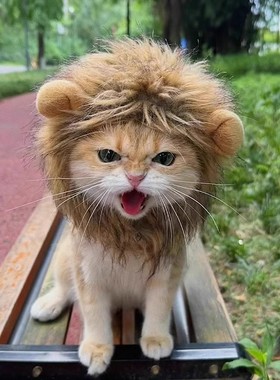 猫咪狮子头饰宠物小狗狗搞怪头套可爱小熊变装帽子小型犬配饰装饰