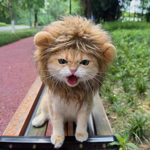 猫咪狮子头饰宠物小狗狗搞怪头套