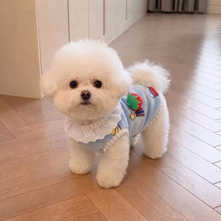 狗狗衣服2026新款秋冬加厚比熊雪纳瑞小型犬保暖绒衣猫咪可爱背心