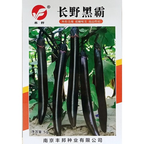 丰邦长野黑霸长紫茄子种子黑亮皮