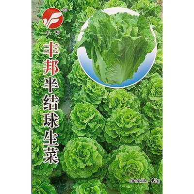丰邦半结球生菜种子15克