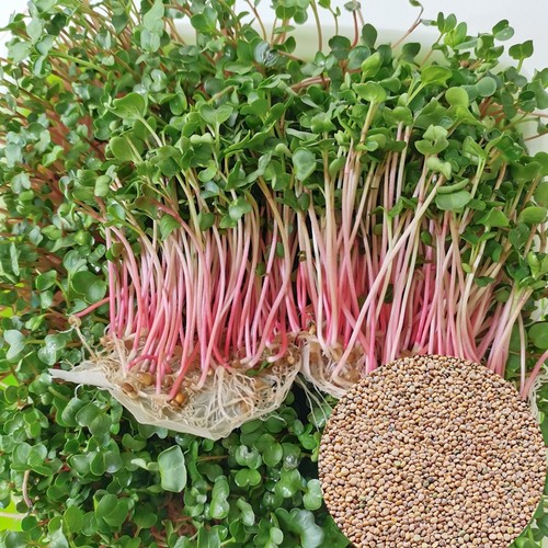 红萝卜苗芽苗菜水培四季无土1斤