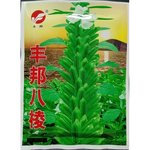 丰邦八棱白芝麻种子早熟高产腿短开花早籽大粒白稳产种籽150克 袋
