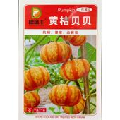 德盛丰黄桔贝贝小南瓜种子迷你微型扁形橘桔黄金黄皮瓤甜面粉10粒