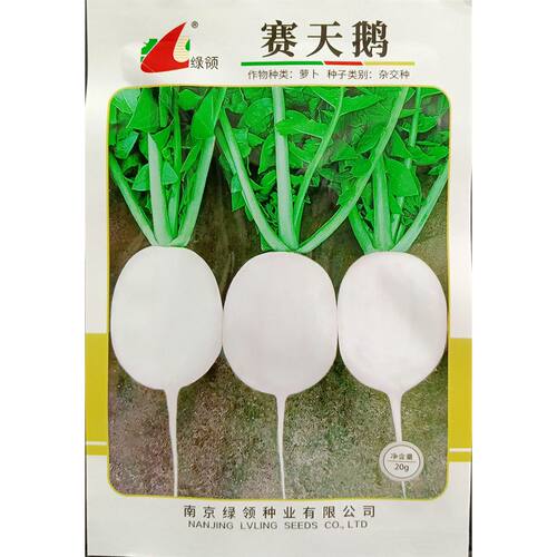 绿领赛天鹅白萝卜种子早熟椭圆形