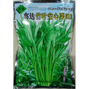 高达竹叶空心菜种子细叶尖叶绿梗蕹菜通心菜通菜蔬菜种子500克/袋